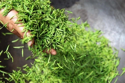 Why Is Longjing Tea Flat Why Is Longjing Tea Flat
