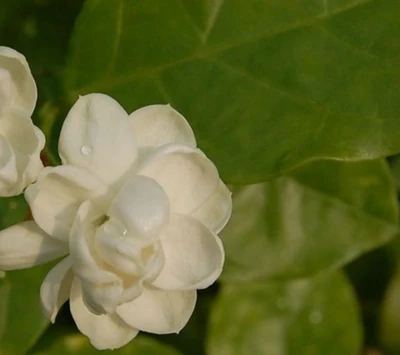 Selection criteria for jasmine flowers Selection criteria for jasmine flowers